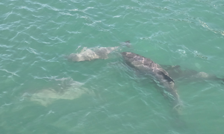 Capturing dolphin pods swimming in coastal waters during tours