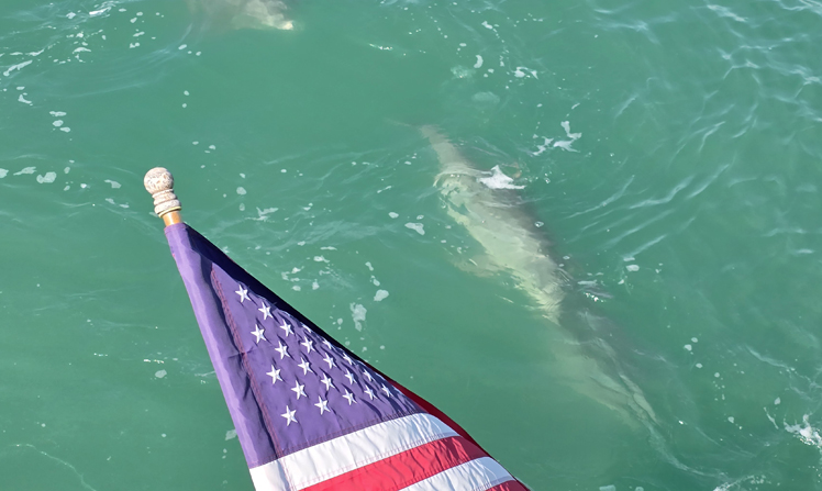 Watching dolphins play near boats during guided water tours