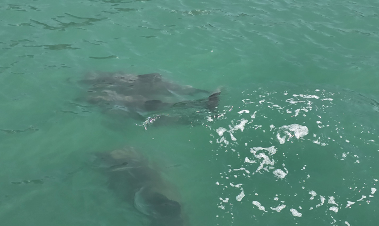 Observing marine wildlife activity on private boat charters