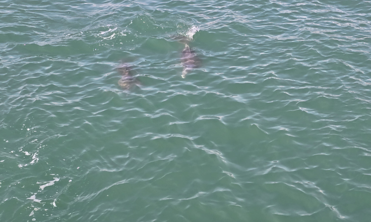 Experiencing dolphin encounters on scenic boat rides