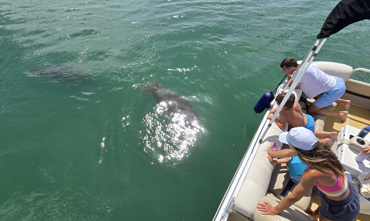 Capturing dolphins swimming in open water during tours