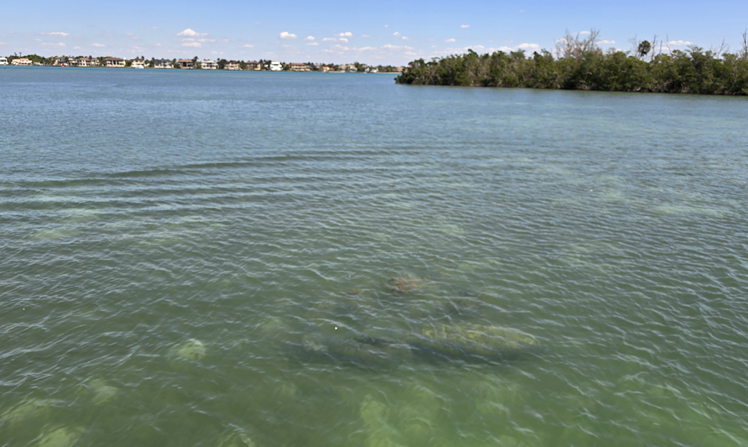 Viewing dolphins in natural ocean environment on tours
