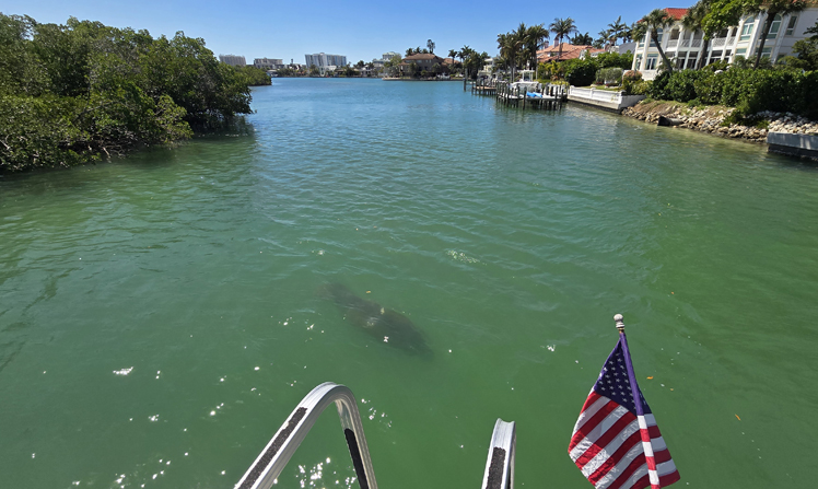 Exploring marine life encounters during private charters