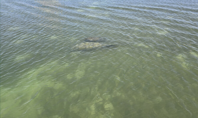 Spotting manatee in water near Siesta Key boat charter