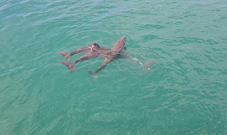 Enjoying dolphin sightings while cruising on private boats