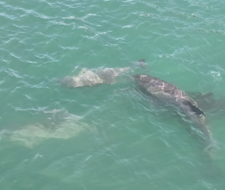 Spotting dolphins during private boat tours on coastal waters