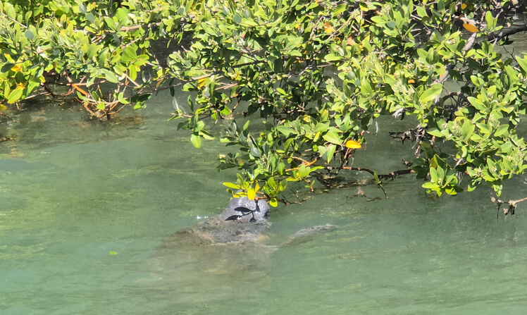 Watching dolphins swimming near boats on guided tours