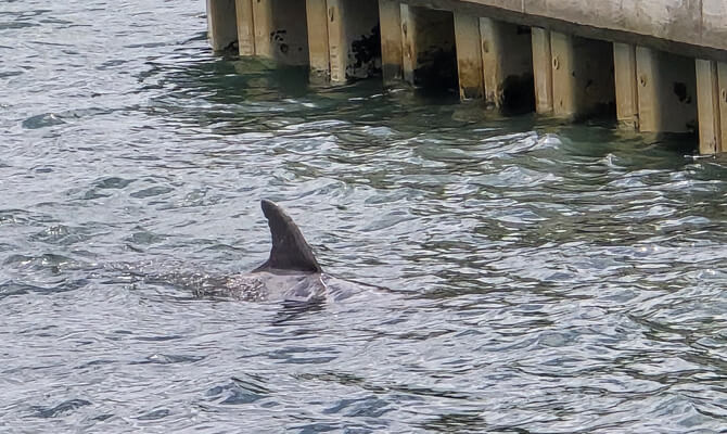 Seeing dolphins swim alongside boat on Sarasota Bay tour
