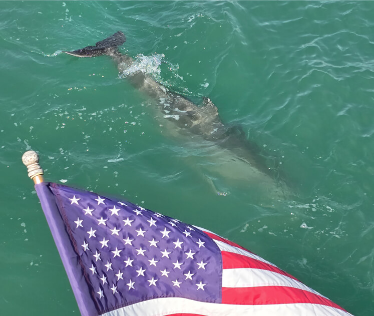 Observing dolphins swimming alongside private charter boats