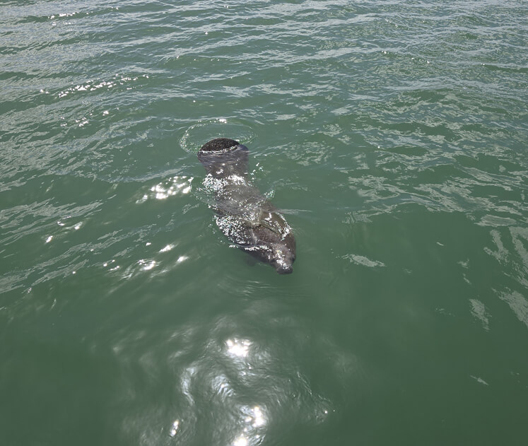 Experiencing close dolphin encounters on private boat tours