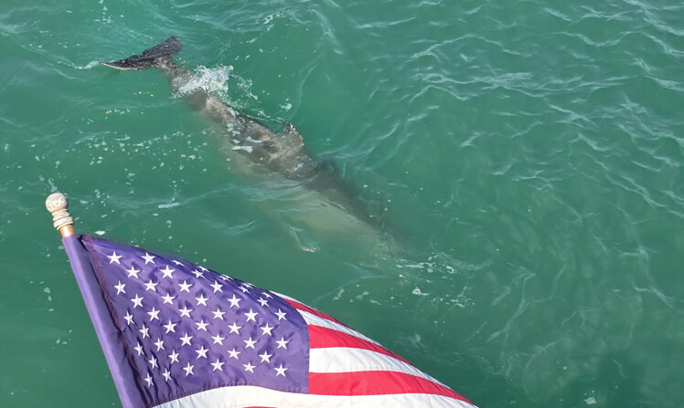 Observing dolphin activity during private charter experiences