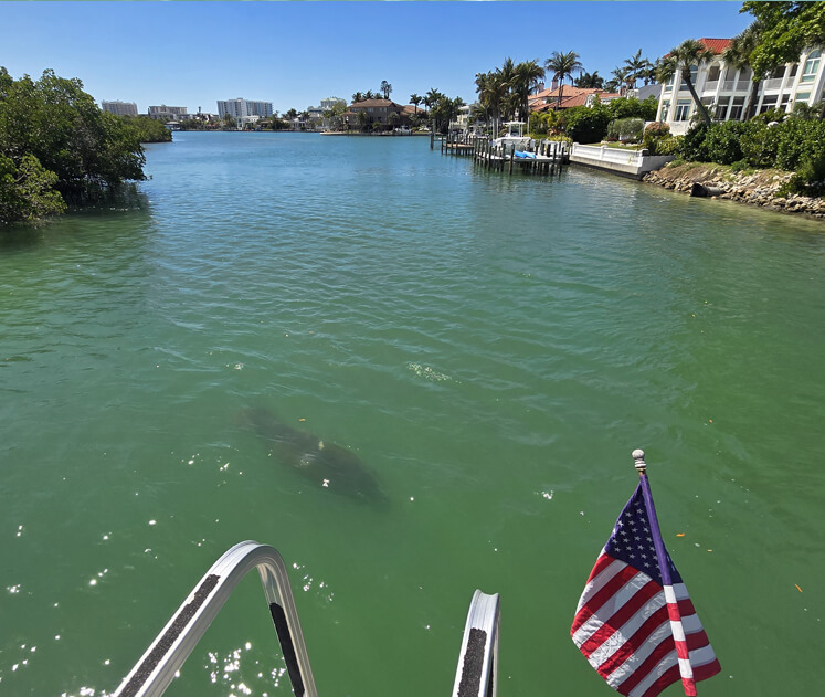 Watching dolphins in natural habitat during boat tour trips