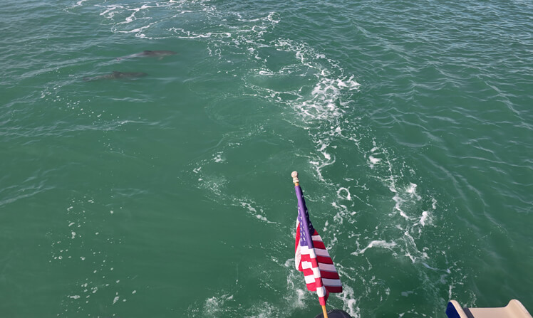 Spotting dolphins during relaxing coastal boat tour rides