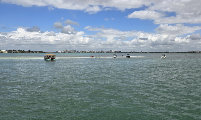 Finding sand dollars during sandbar stop on Sarasota Bay