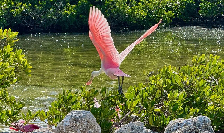 Viewing coastal wildlife during private boat tour experiences