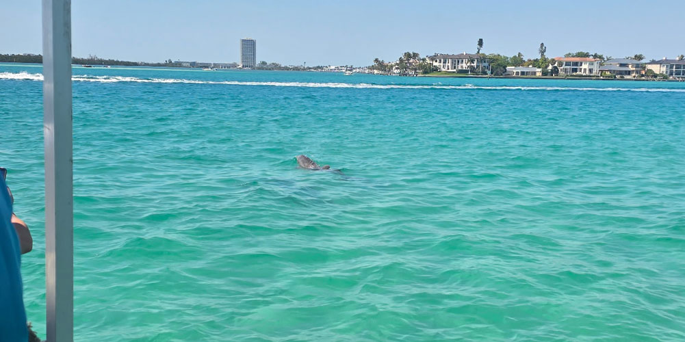 Dolphin swimming beside a boat near Siesta Key