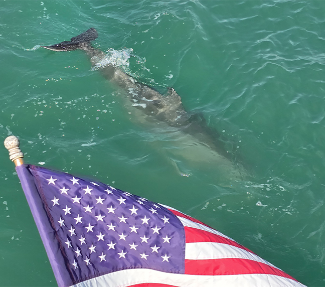 Dolphin-Tours-slider-1