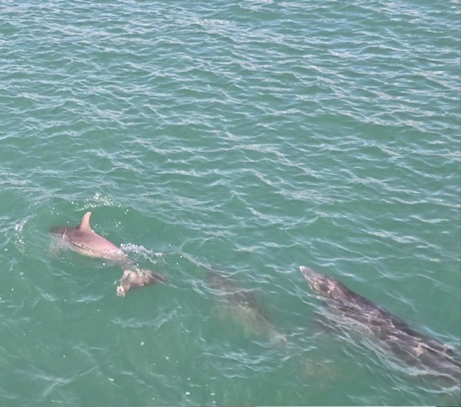 Dolphin-Tours-slider-2