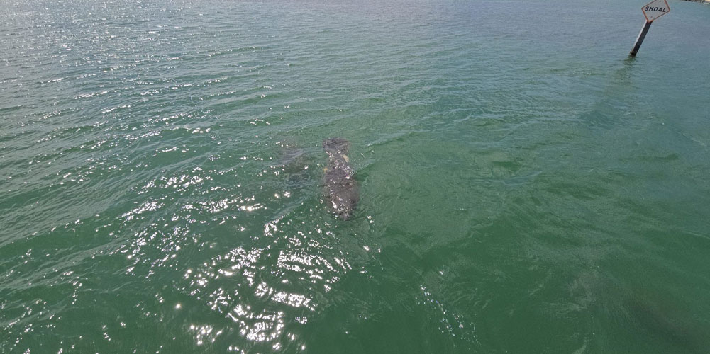 Manatee swimming in Sarasota Bay near Siesta Key